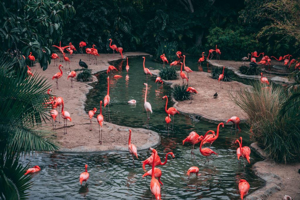 Zdjęcie dużego stada czerwonych flamingów w bujnym ogrodzie, częściowo w jeziorze.