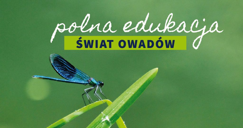 Zdjęcie ważki siedzącej na źdźble trawy. Zielone tło na całym zdjęciu. Na górze napis: Polna edukacja. Świat owadów