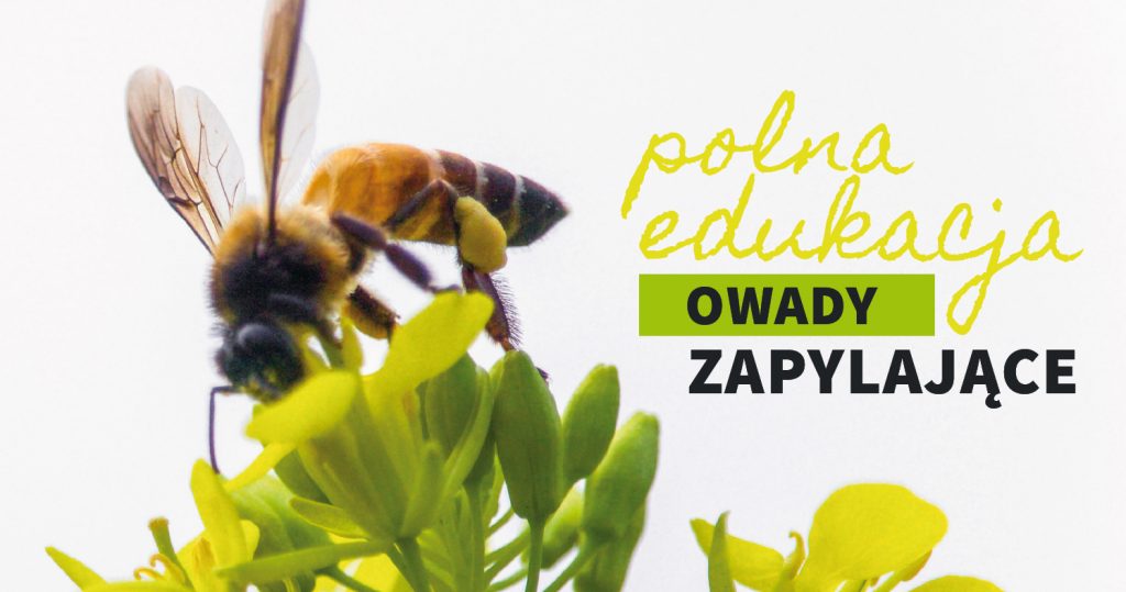 Zdjęcie pszczoły na kwiatku. Po prawej zielonkawy napis: Polna edukacja. Owady zapylające