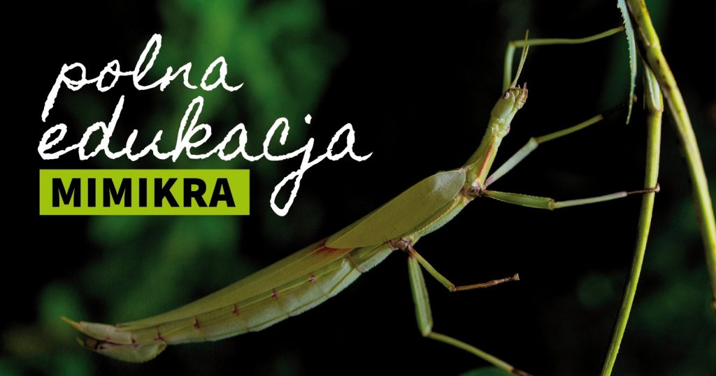 Zdjęcie owada przypominającego konika polnego. Po lewej stronie napis: polna edukacja: mimikra