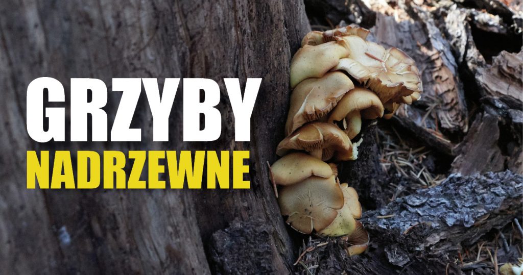 Zdjęcie pnia drzewa, z którego wyrastają grzyby. Po lewej napis: grzyby nadrzewne
