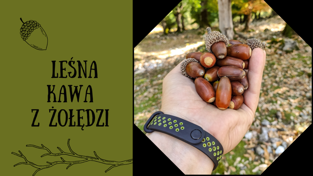 na zdjęciu wyciągnięta dłoń pełna żołędzi. Po lewej stronie na zielonym tle czarny napis : Leśna kawa z żołędzi