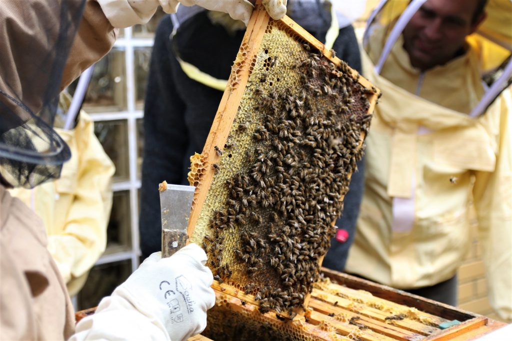 Osoba kombinezonie ochronnym trzyma w dłoniach ramkę z pszczołami.
