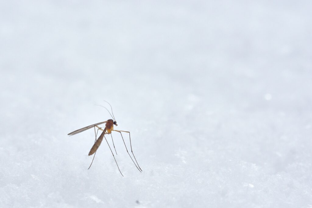 przybliżenie na samicę komara siedzącą na białym blacie