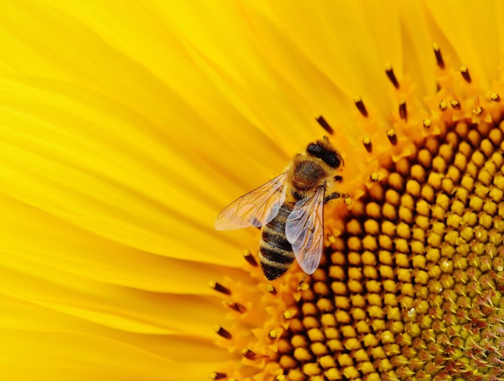 pszczoła siedząca na żółtym kwiatku