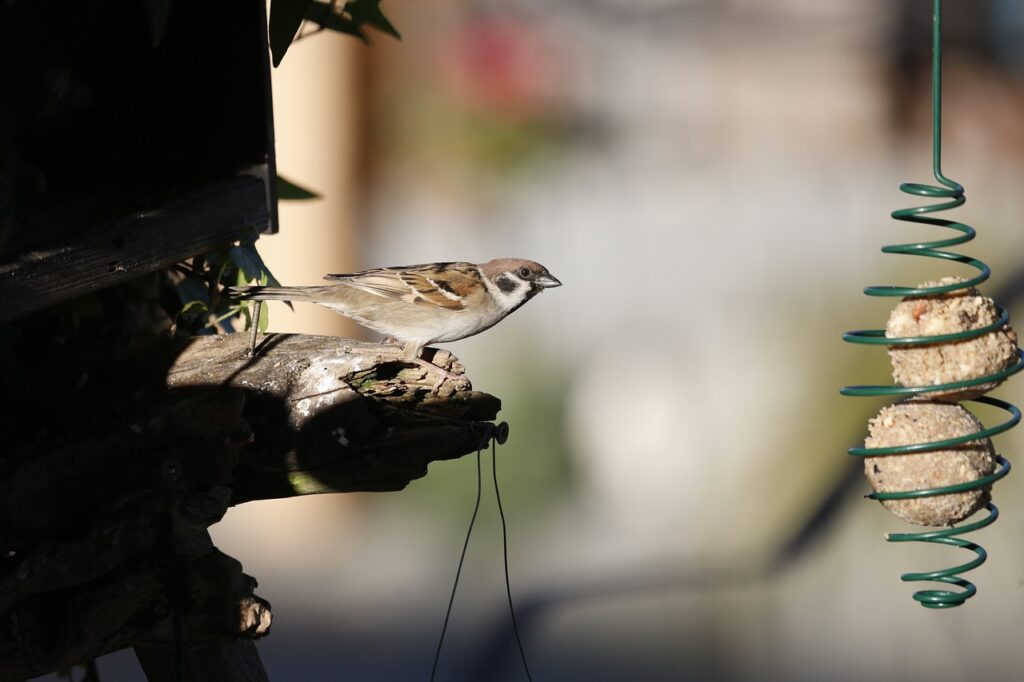 wróbel siedzący na gałęzi, wpatrujący się w karmnik, w którym znajdują się dwie kule zlepione z ptasich przysmaków